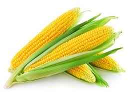 CORN YELLOW