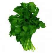 Cilantro