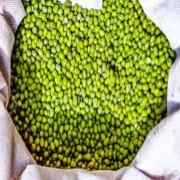 SALMA SMALL GREEN LENTILS