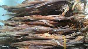 Dry Lotia (BOMBAY DUCK DRY)
