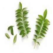 Curry Leaves (Big Pack)