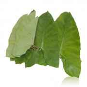 Patra Leaves
