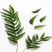 Curry Leaves