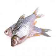 Tray Puti (Frozen Cut Clean Ready To Cook)