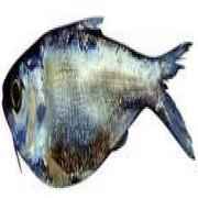 Chapilla (Frozen Cut Clean Ready To Cook)