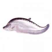 Chitol Minced (Frozen Cut Clean Ready To Cook)