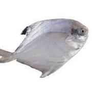 Gura Baila (Frozen Cut Clean Ready To Cook)