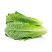 ROMAINE LETTUCE