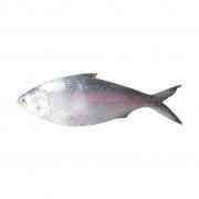 Big Hilsha (3.50 -4 lbs)