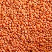 LAZZAT WHOLE LENTIL