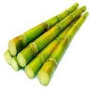 Sugar Cane