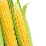 Red And White Golden Sweet Corn