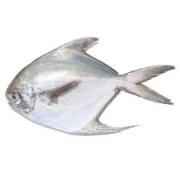 Silver white pomfret small