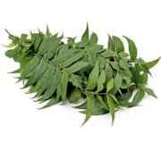 FRESH NEEM LEAVES