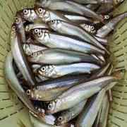 Buy Fresh Smelts 1 Lbs | Famous Meats - Quicklly