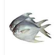 Silver Pomfret
