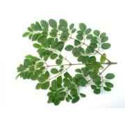 Drumstick Leaves
