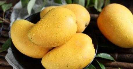 Fresh Indian Banganpalli Mangoes Combo of 8-9