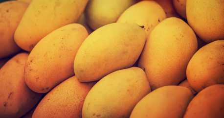 Fresh Indian Himmayat Mangoes Combo of 7-9