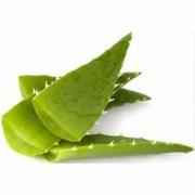 ALOE VERA LEAVES