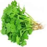 CILANTRO
