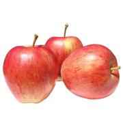GALA APPLE