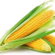 FRESH CORN