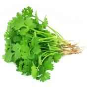 CILANTRO 