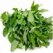Saag/Bathua Bunch