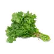CILANTRO
