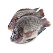 FISH - Tilapia Whole