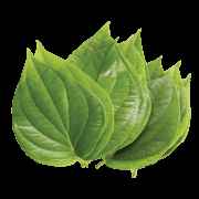 PAN LEAVES