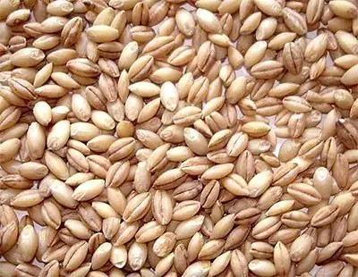 Haleem Wheat (peeled Wheat) 2Lbs